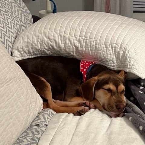 Nova, an adopted Labrador Retriever & Hound Mix in Berkeley Heights, NJ_image-6