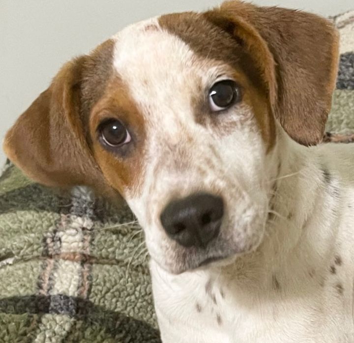 Tillie, an adoptable Coonhound & Labrador Retriever Mix in Blue Ridge, GA_image-1