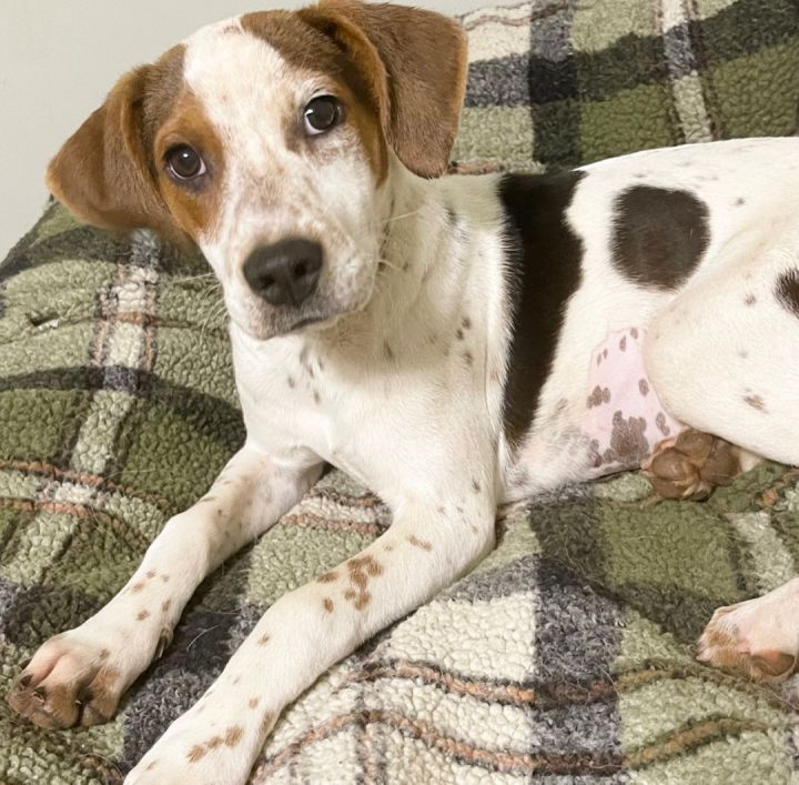 Tillie, an adoptable Coonhound & Labrador Retriever Mix in Blue Ridge, GA_image-3