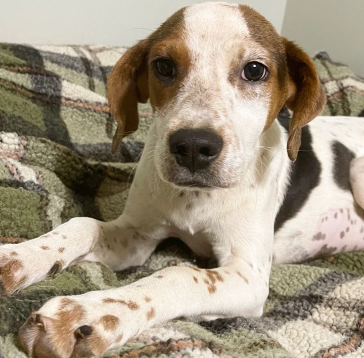 Tillie, an adoptable Coonhound & Labrador Retriever Mix in Blue Ridge, GA_image-6