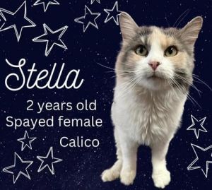 Stella