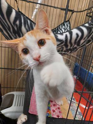Apricot, an adoptable Domestic Short Hair in Louisville, KY_image-1