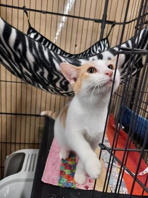 Apricot, an adoptable Domestic Short Hair in Louisville, KY_image-2