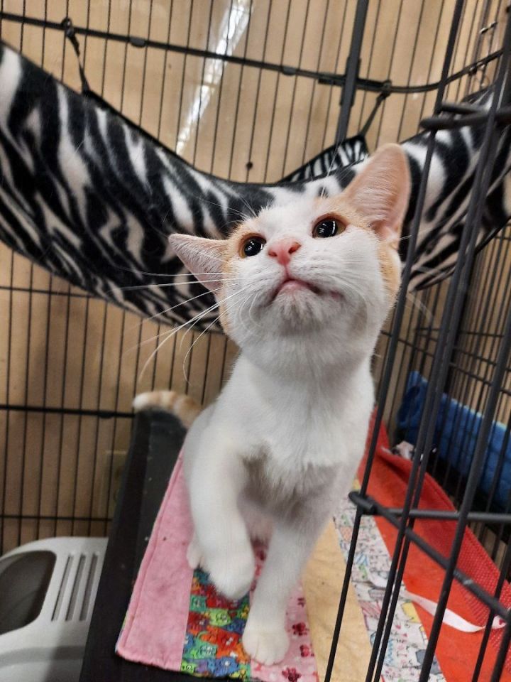 Apricot, an adoptable Domestic Short Hair in Louisville, KY_image-3