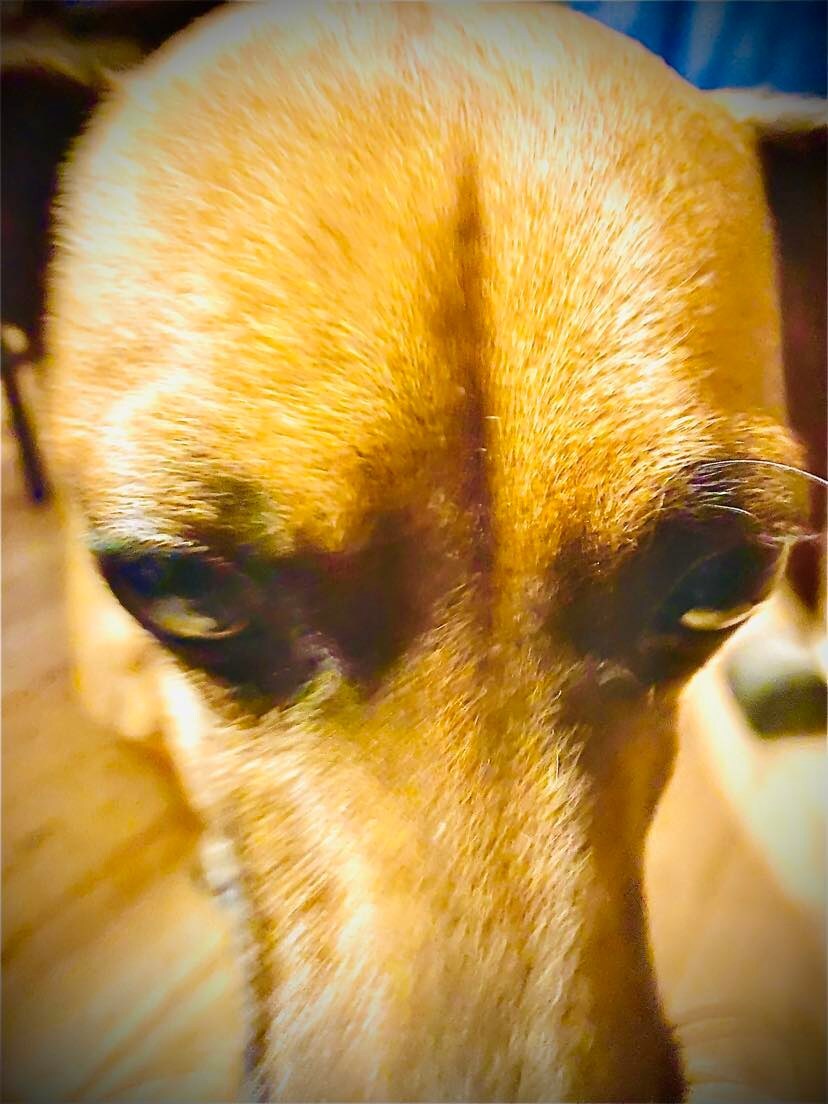 Peanut. ***ADOPTION  PENDING***, an adoptable Chihuahua, Dachshund in Lincoln, NE, 68506 | Photo Image 2