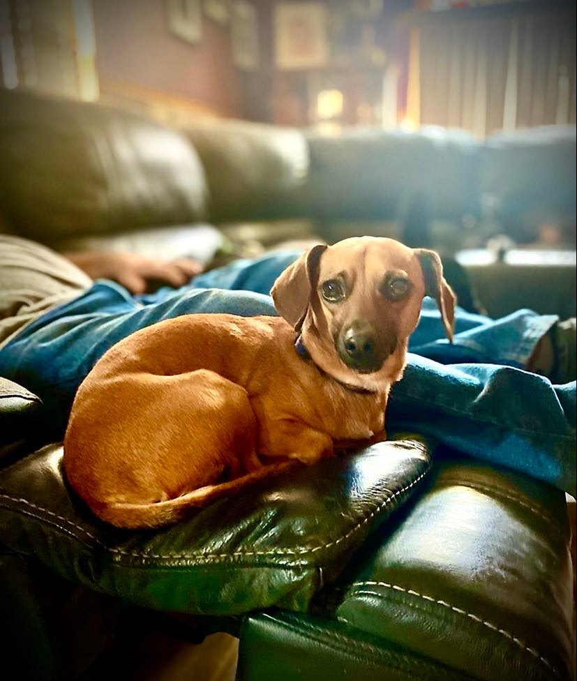 Peanut. ***ADOPTION  PENDING***, an adoptable Chihuahua, Dachshund in Lincoln, NE, 68506 | Photo Image 3