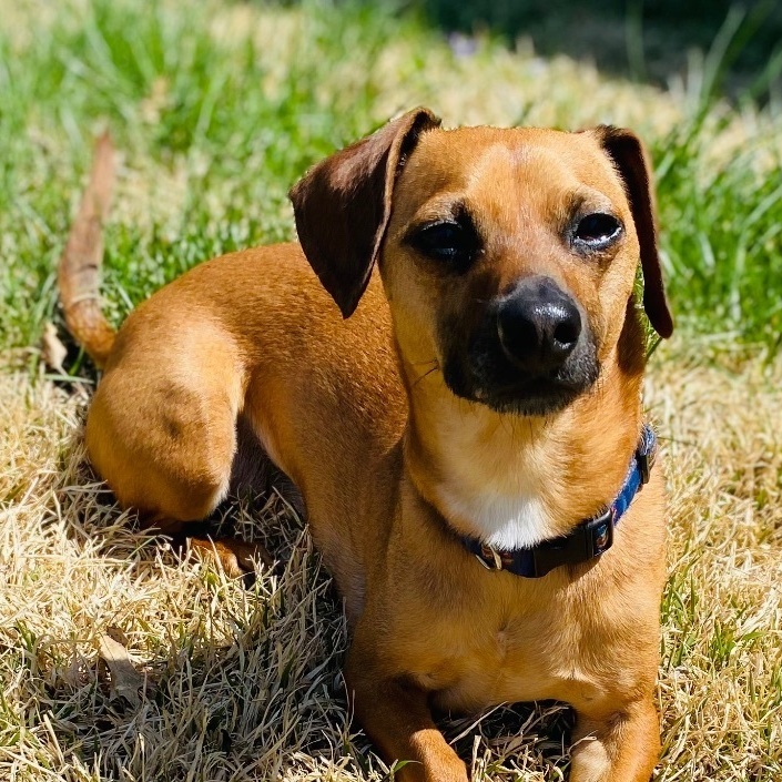 Peanut. ***ADOPTION  PENDING***, an adoptable Chihuahua, Dachshund in Lincoln, NE, 68506 | Photo Image 1