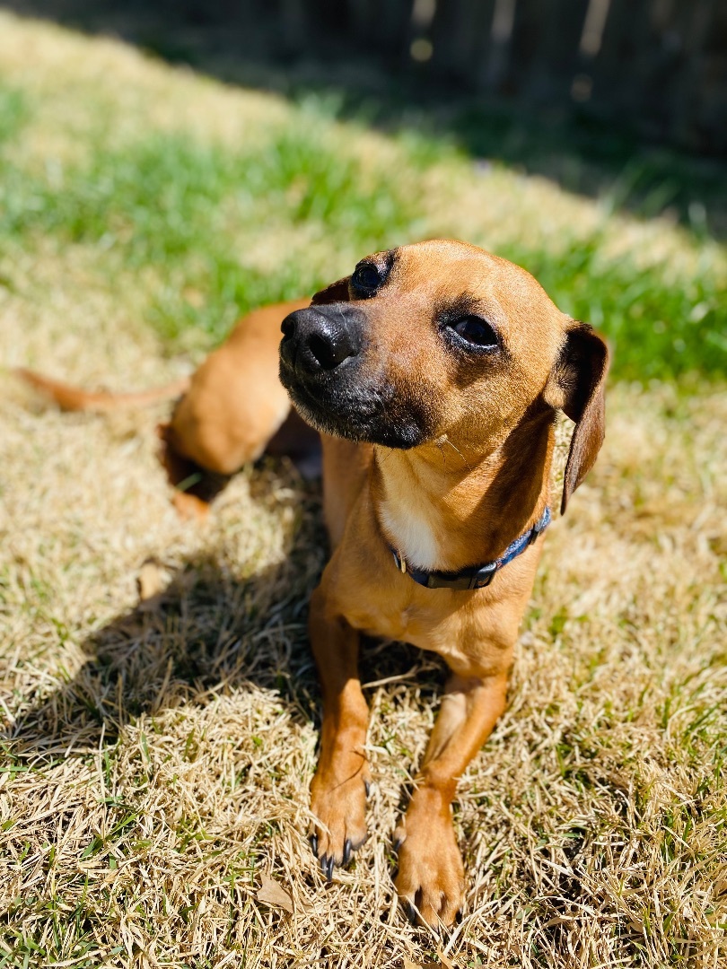 Peanut. ***ADOPTION  PENDING***, an adoptable Chihuahua, Dachshund in Lincoln, NE, 68506 | Photo Image 4