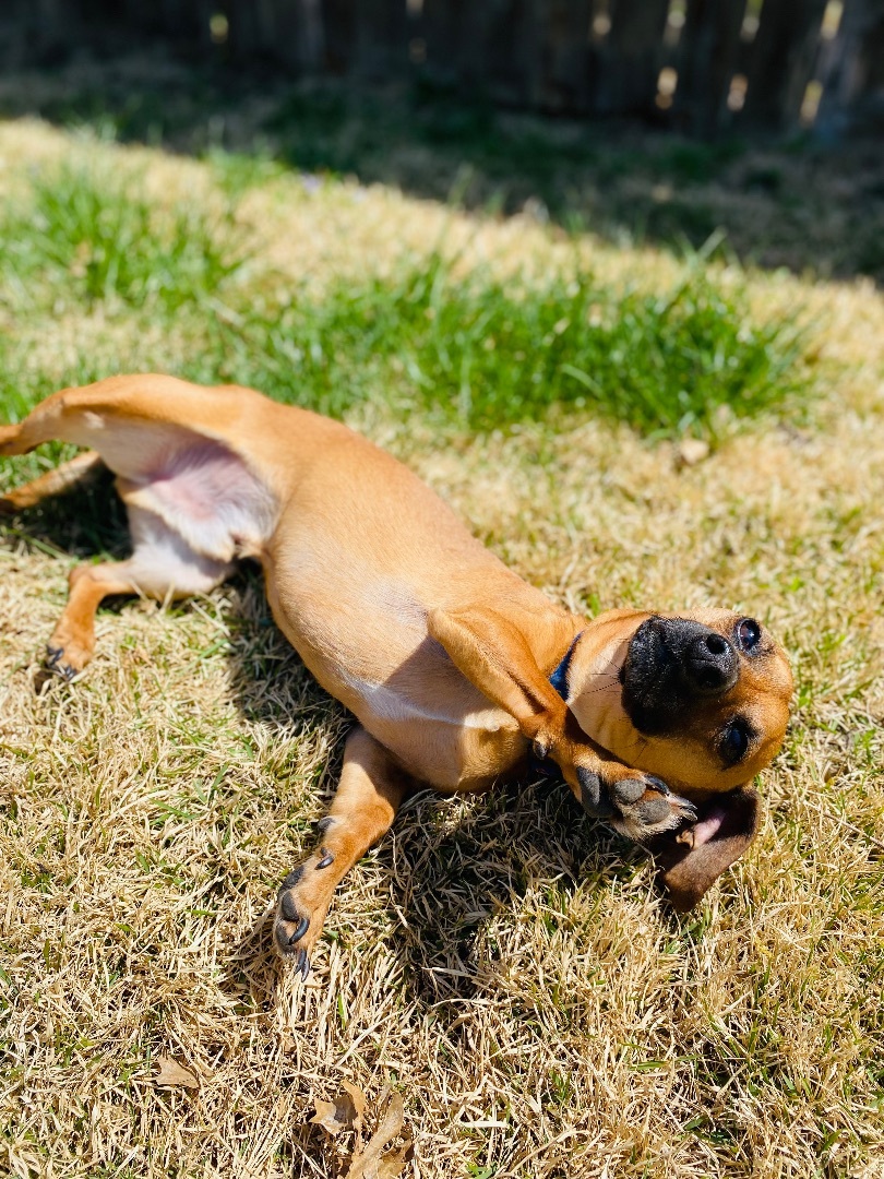 Peanut. ***ADOPTION  PENDING***, an adoptable Chihuahua, Dachshund in Lincoln, NE, 68506 | Photo Image 5