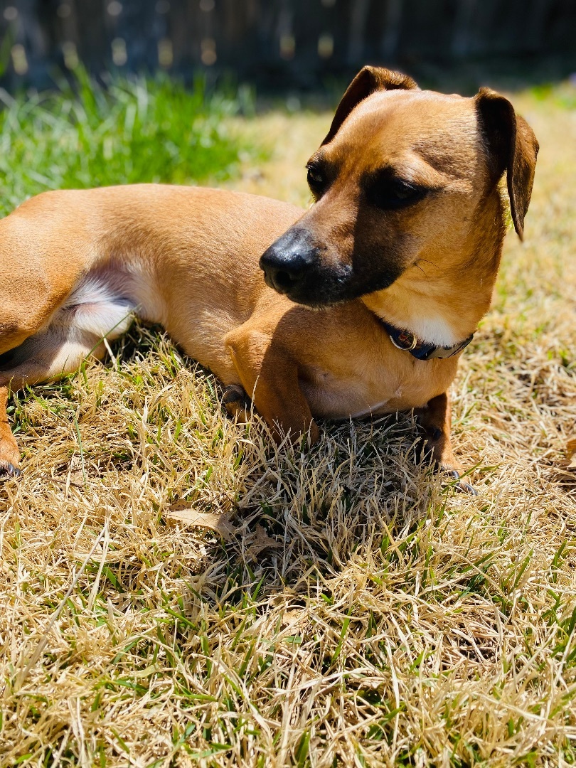 Peanut. ***ADOPTION  PENDING***, an adoptable Chihuahua, Dachshund in Lincoln, NE, 68506 | Photo Image 6