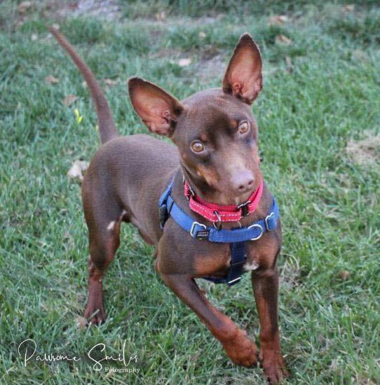 Larry, an adopted Miniature Pinscher Mix in Horseheads, NY_image-2