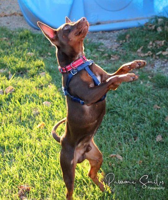 Larry, an adopted Miniature Pinscher Mix in Horseheads, NY_image-3