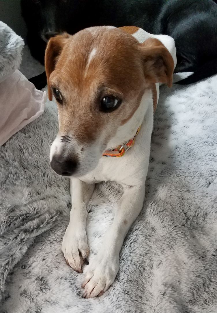 Bandit Idaho, an adoptable Jack Russell Terrier in Boise, ID, 83701 | Photo Image 1