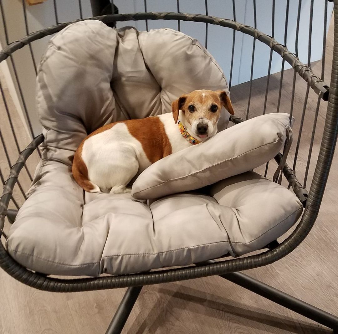 Bandit Idaho, an adoptable Jack Russell Terrier in Boise, ID, 83701 | Photo Image 2