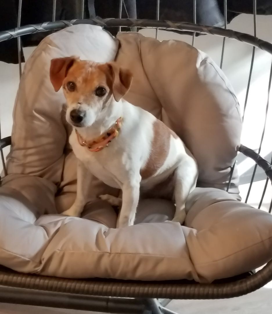 Bandit Idaho, an adoptable Jack Russell Terrier in Boise, ID, 83701 | Photo Image 6