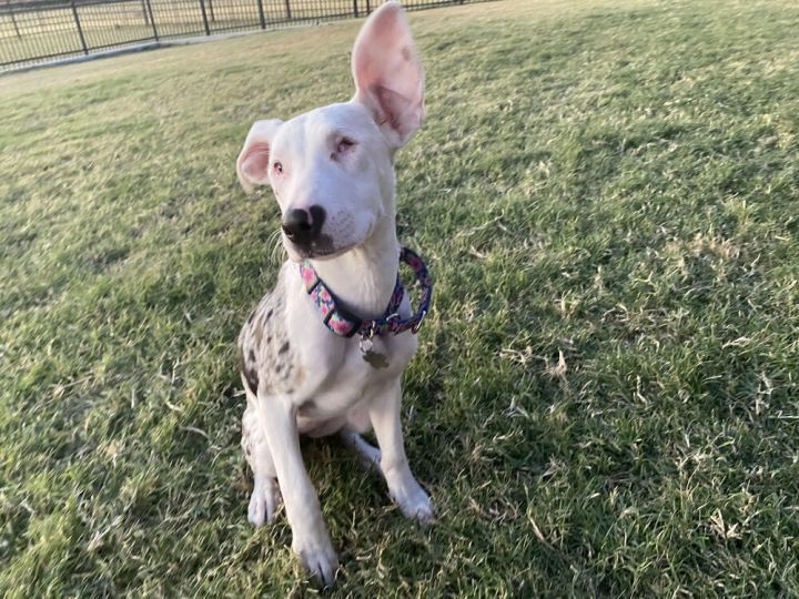 Opal, an adoptable Catahoula Leopard Dog Mix in St. Louis, MO_image-2