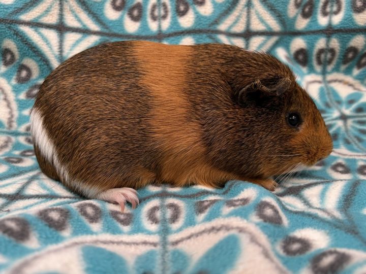 Driver, an adoptable Guinea Pig in San Diego, CA_image-2
