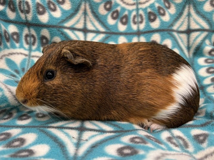 Driver, an adoptable Guinea Pig in San Diego, CA_image-3