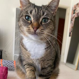 Pumpkie Domestic Short Hair Cat