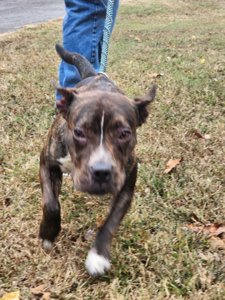 Jam, an adoptable Boxer & Feist Mix in Milledgeville, GA_image-1