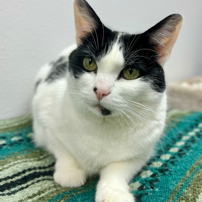 Chica, an adoptable Domestic Short Hair in Sequim, WA, 98382 | Photo Image 2