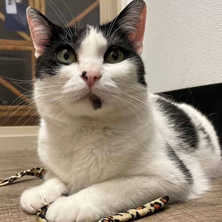 Chica, an adoptable Domestic Short Hair in Sequim, WA, 98382 | Photo Image 4