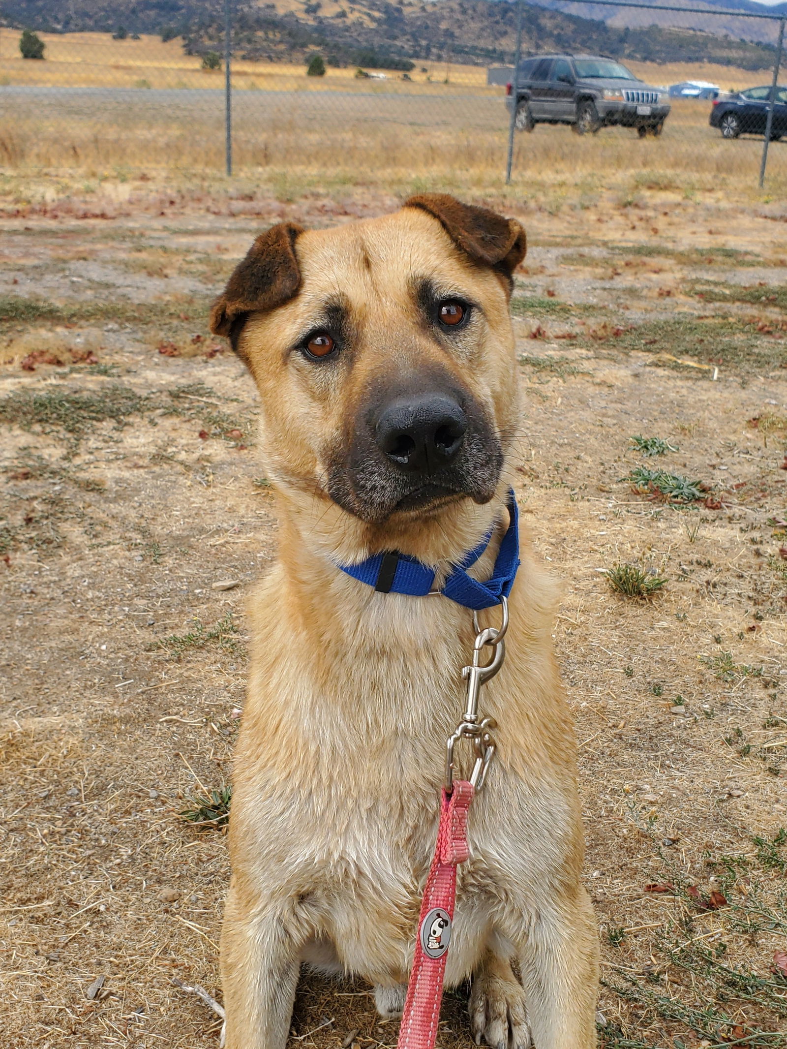 Chappie, an adoptable Shar-Pei, Shepherd in Yreka, CA, 96097 | Photo Image 1