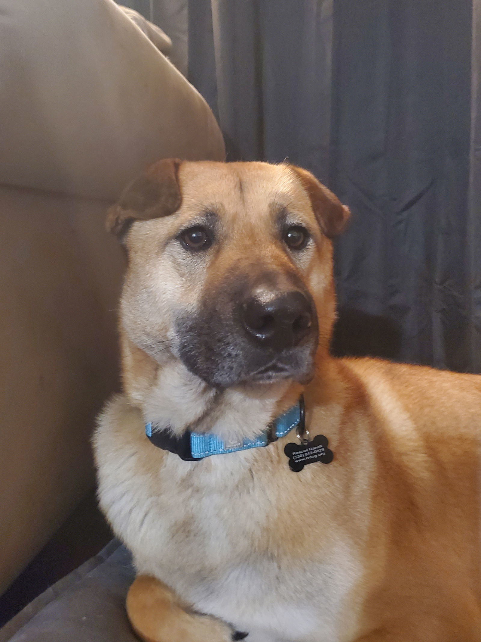 Chappie, an adoptable Shar-Pei, Black Mouth Cur in Yreka, CA, 96097 | Photo Image 1