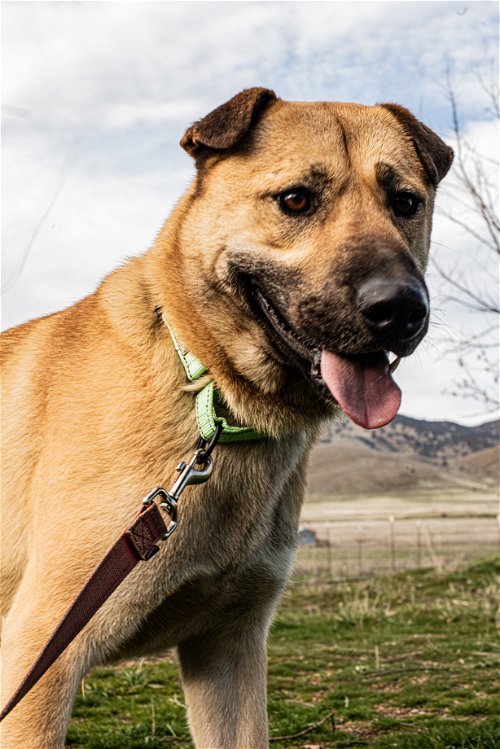 Chappie, an adoptable Shar-Pei, Shepherd in Yreka, CA, 96097 | Photo Image 2