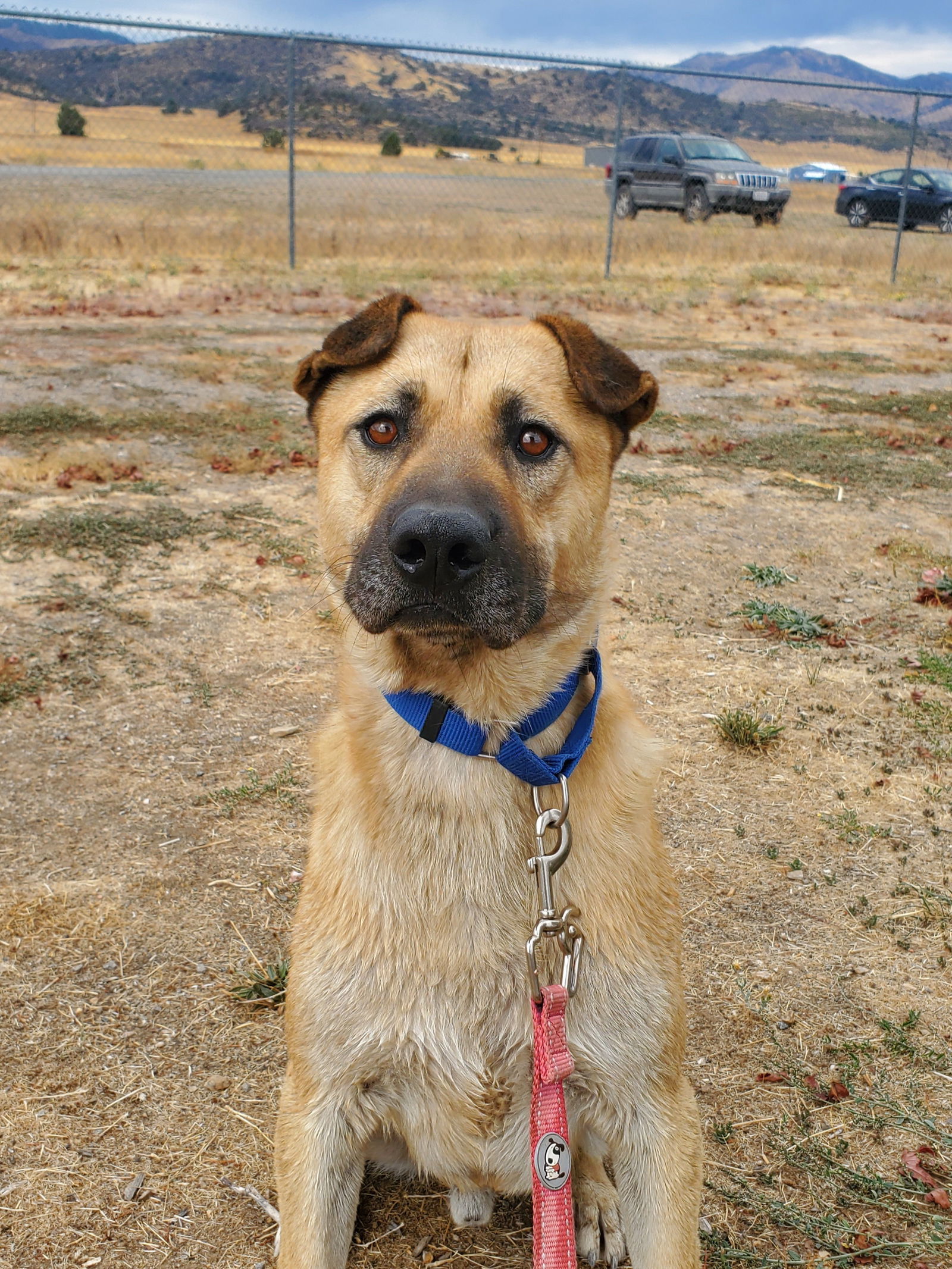 Chappie, an adoptable Shar-Pei, Shepherd in Yreka, CA, 96097 | Photo Image 2