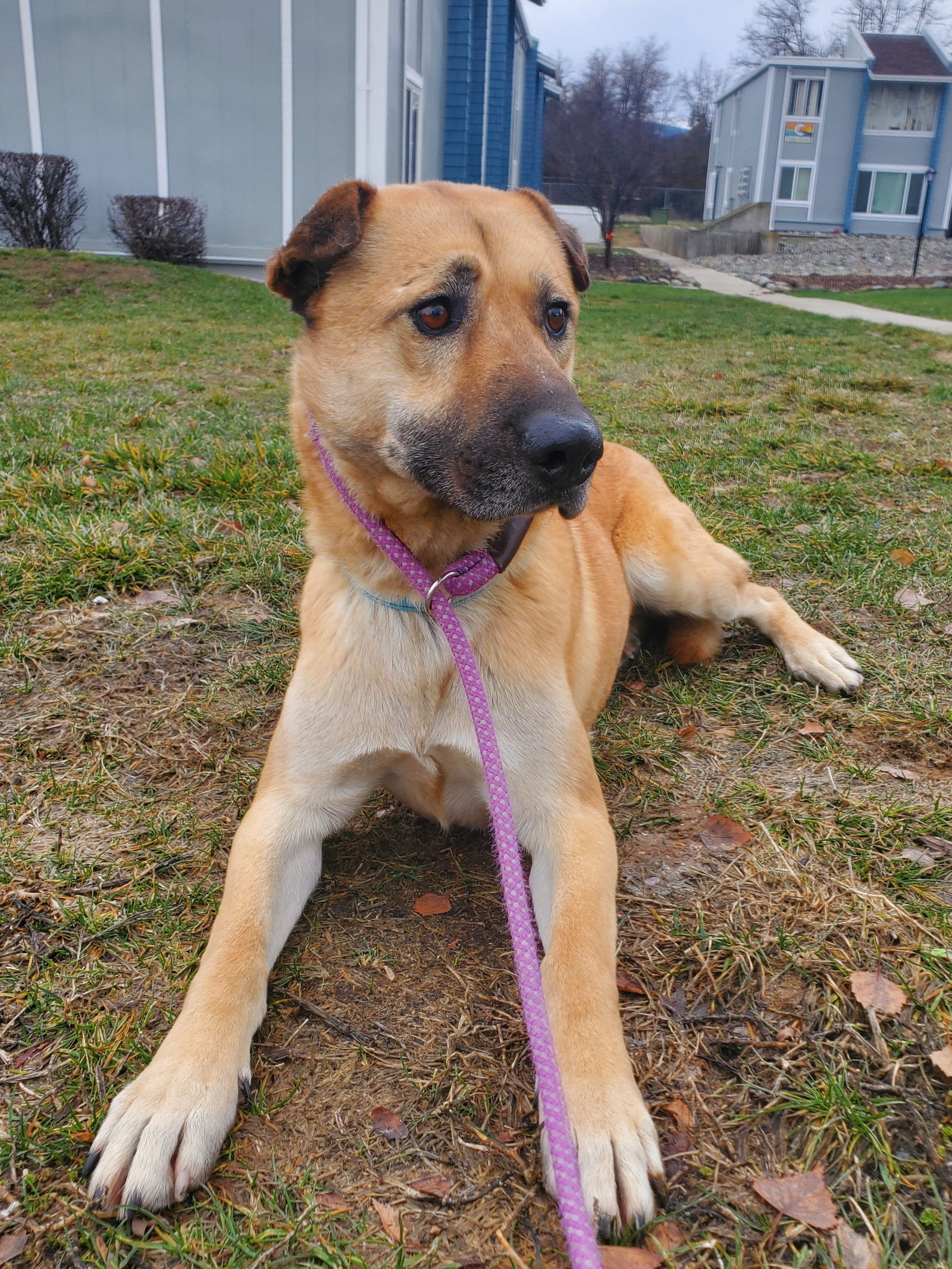 Chappie, an adoptable Shar-Pei, Black Mouth Cur in Yreka, CA, 96097 | Photo Image 2