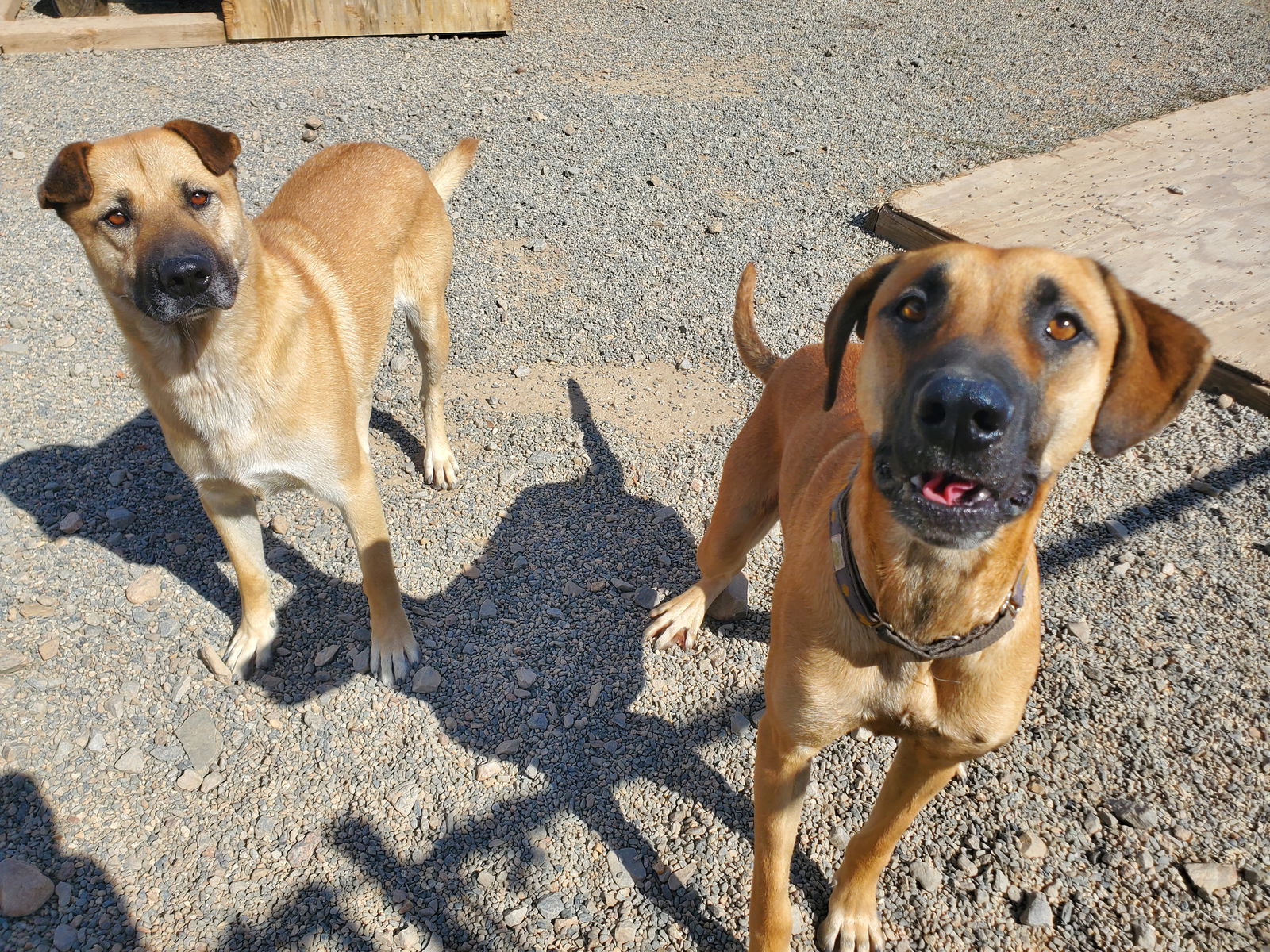 Chappie, an adoptable Shar-Pei, Shepherd in Yreka, CA, 96097 | Photo Image 3