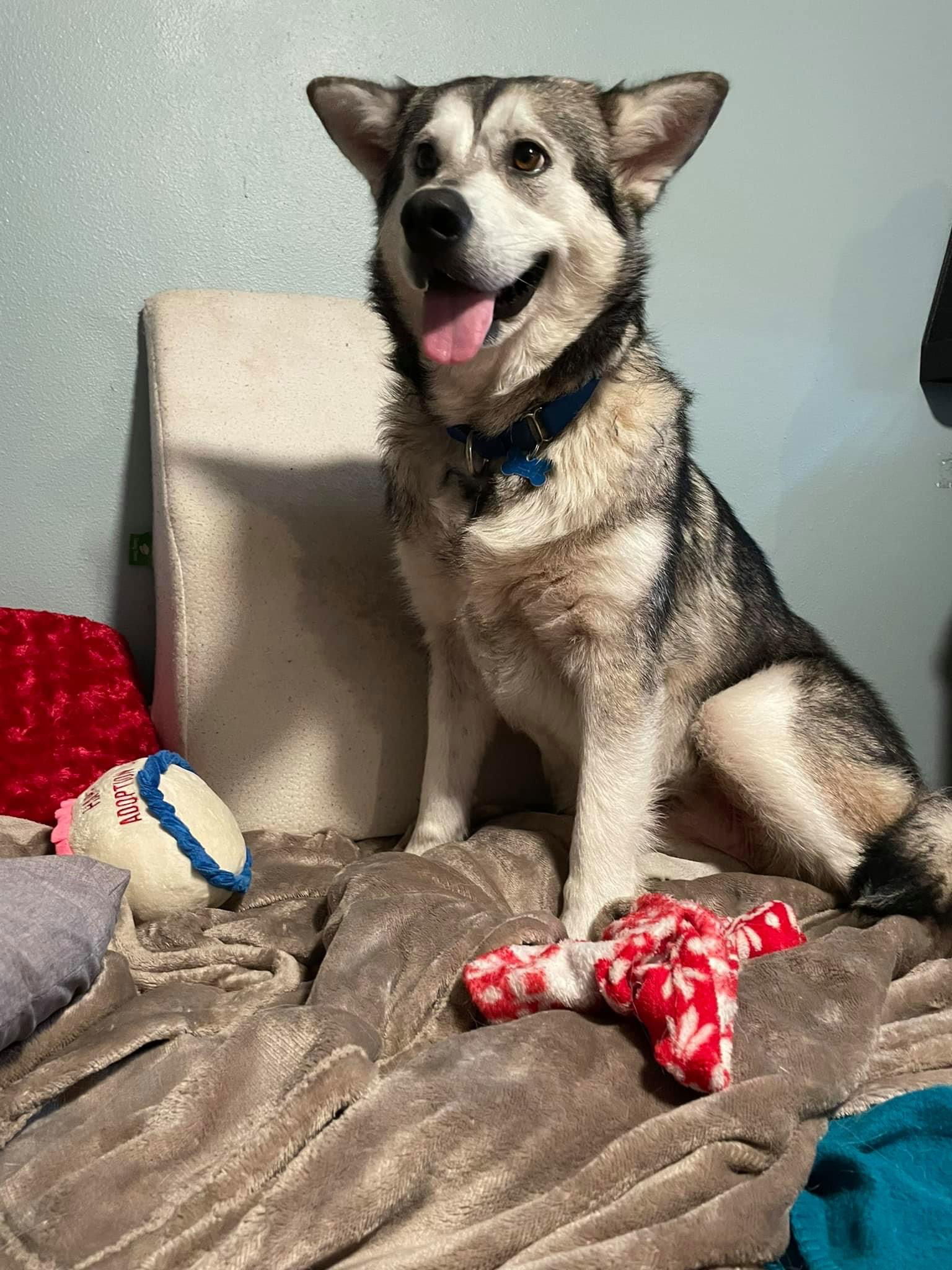 SHELBY, an adoptable Alaskan Malamute in Seattle, WA, 98175 | Photo Image 1