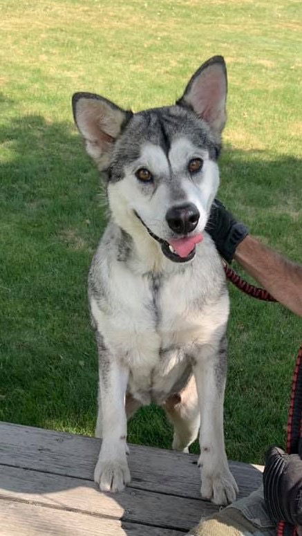 SHELBY, an adoptable Alaskan Malamute in Seattle, WA, 98175 | Photo Image 2