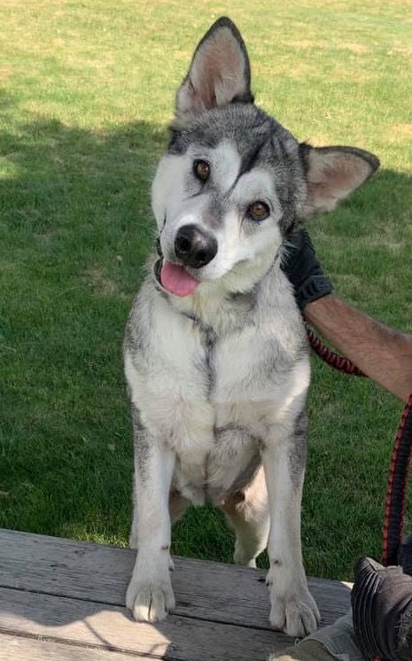 SHELBY, an adoptable Alaskan Malamute in Seattle, WA, 98175 | Photo Image 3