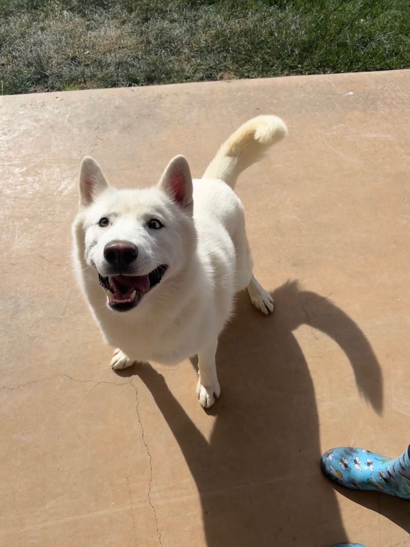 Ghost, an adoptable Siberian Husky, German Shepherd Dog in Hereford, TX, 79045 | Photo Image 3