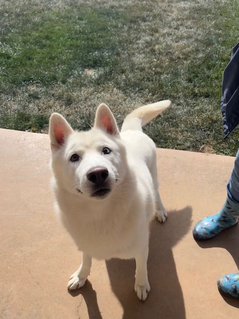 Ghost, an adoptable Siberian Husky, German Shepherd Dog in Hereford, TX, 79045 | Photo Image 1