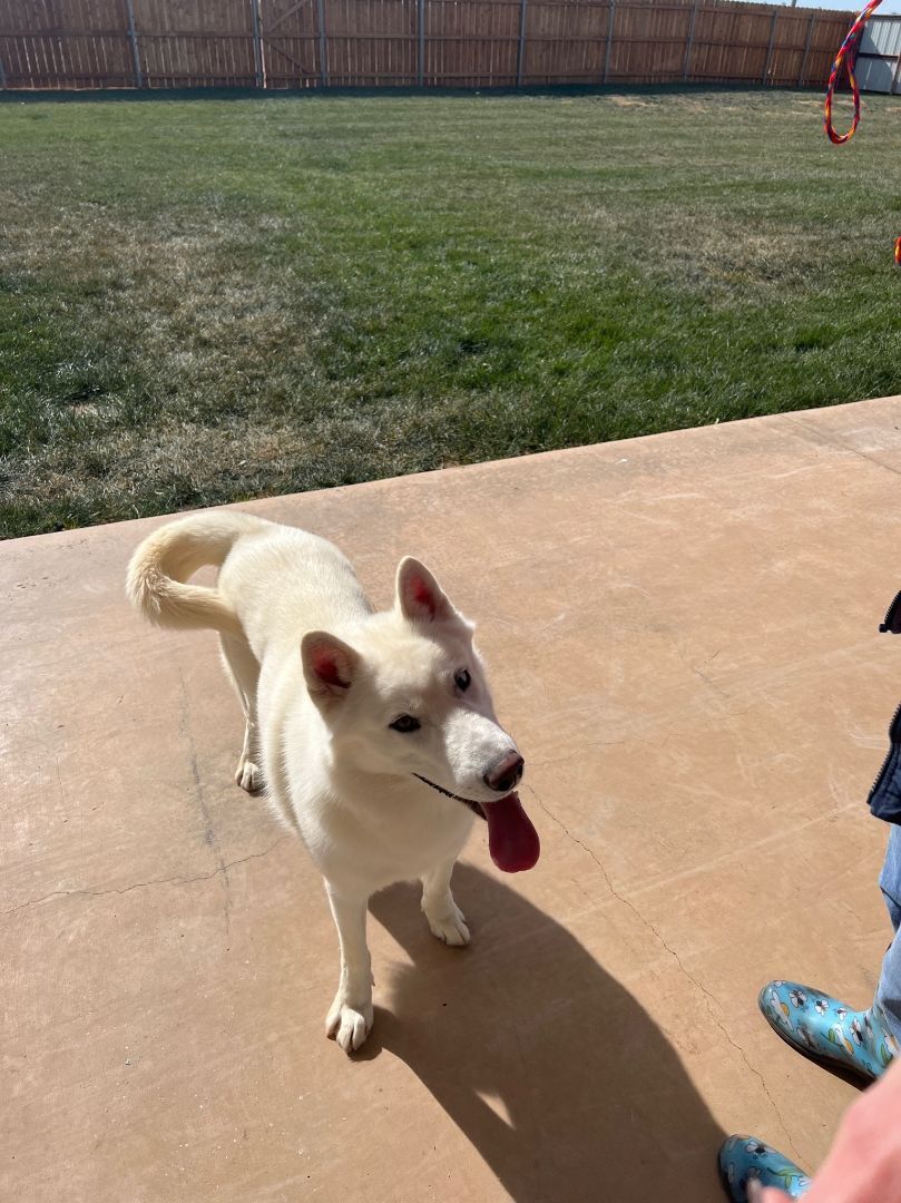 Ghost, an adoptable Siberian Husky, German Shepherd Dog in Hereford, TX, 79045 | Photo Image 6