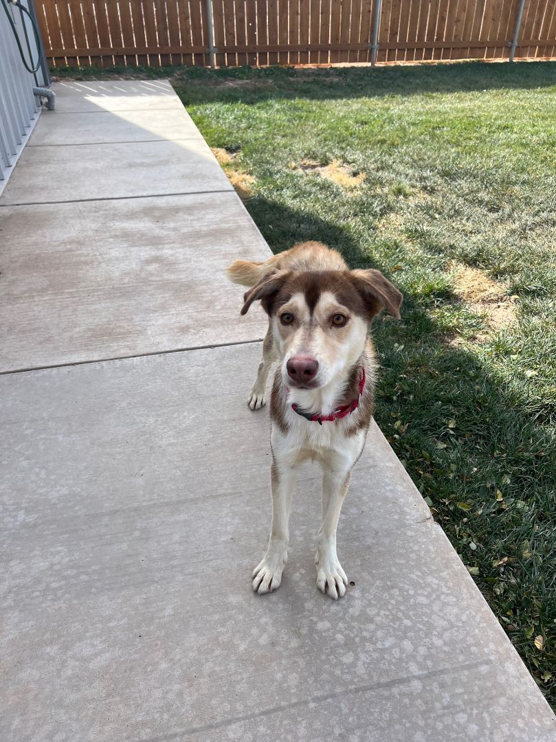 Myra, an adoptable Husky, Australian Shepherd in Hereford, TX, 79045 | Photo Image 3