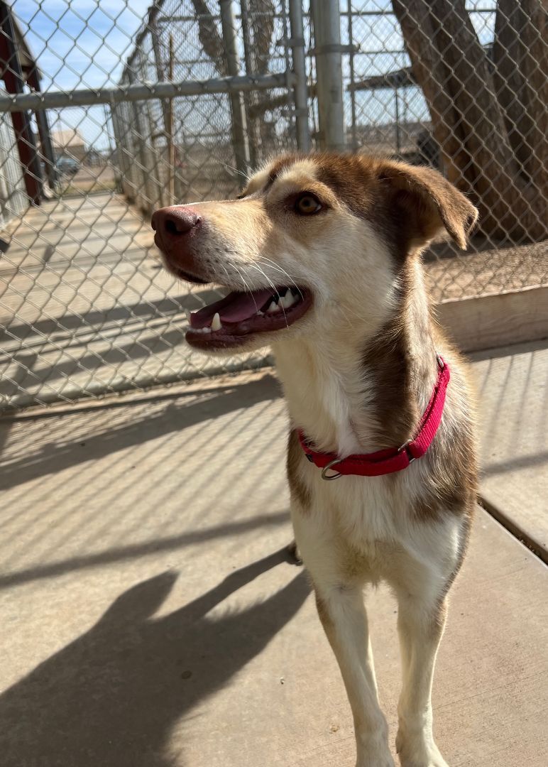 Myra, an adoptable Husky, Australian Shepherd in Hereford, TX, 79045 | Photo Image 5