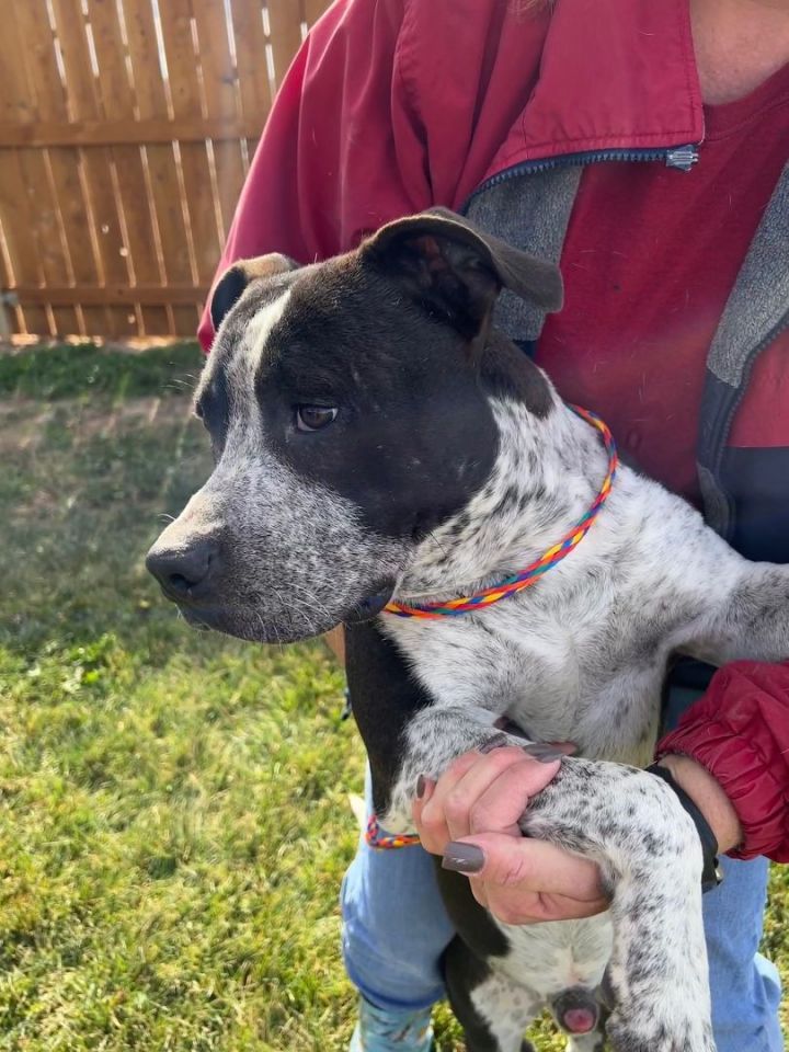 American bulldog sales heeler mix