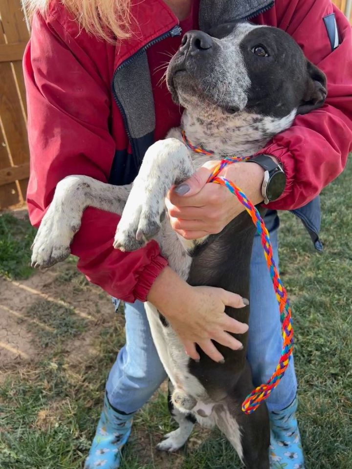 Blue heeler and discount american bulldog mix