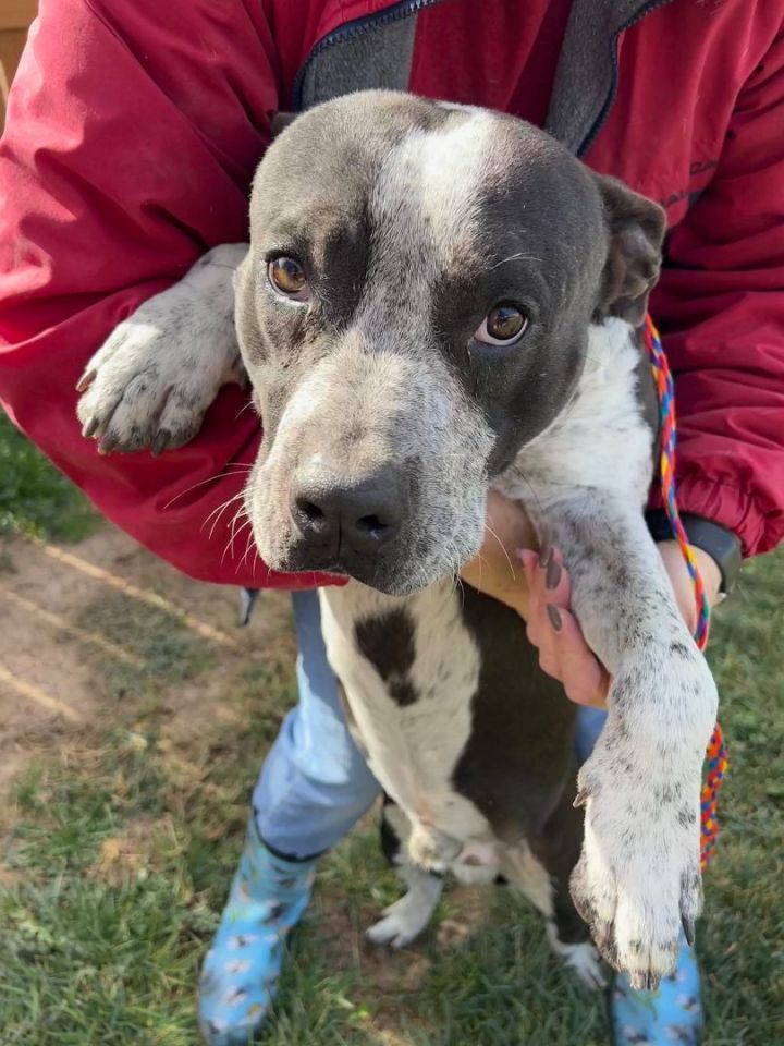 Blue heeler 2024 bulldog mix