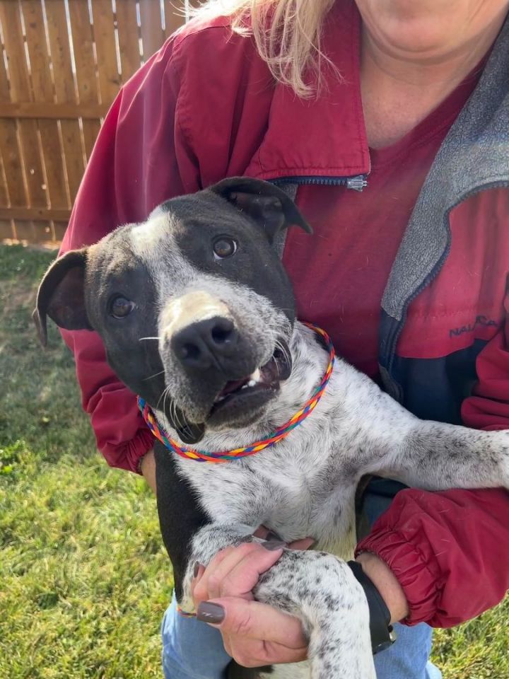 Blue heeler store american bulldog mix