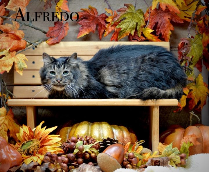 Alfredo, an adoptable Domestic Long Hair in Sevierville, TN_image-1