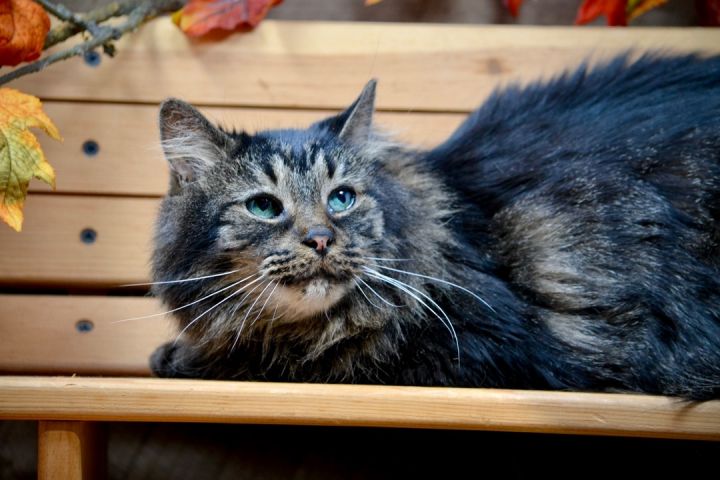 Alfredo, an adoptable Domestic Long Hair in Sevierville, TN_image-2