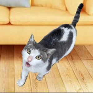 Daisy Domestic Short Hair Cat