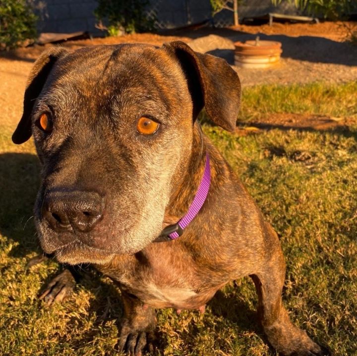 Staffy best sale dachshund mix