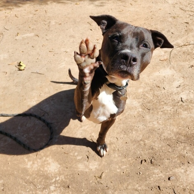 Cruiser, an adoptable Pit Bull Terrier in Peoria, AZ, 85381 | Photo Image 6