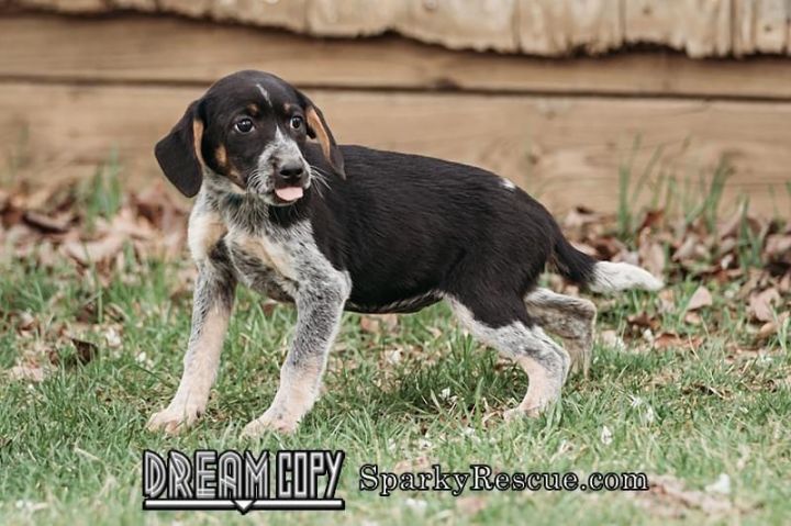Maya, an adopted Coonhound Mix in Owensboro, KY_image-2
